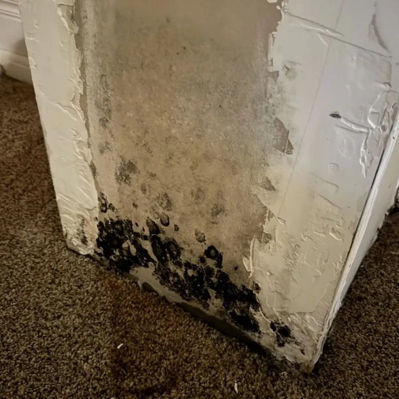 Professional Mold Removal in Hood County, TX